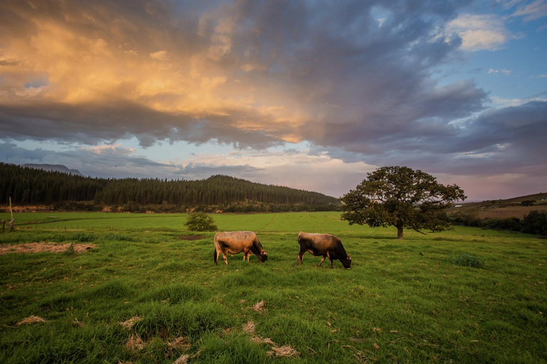 Others 4, Appelsbosch Guest Farm, Overberg