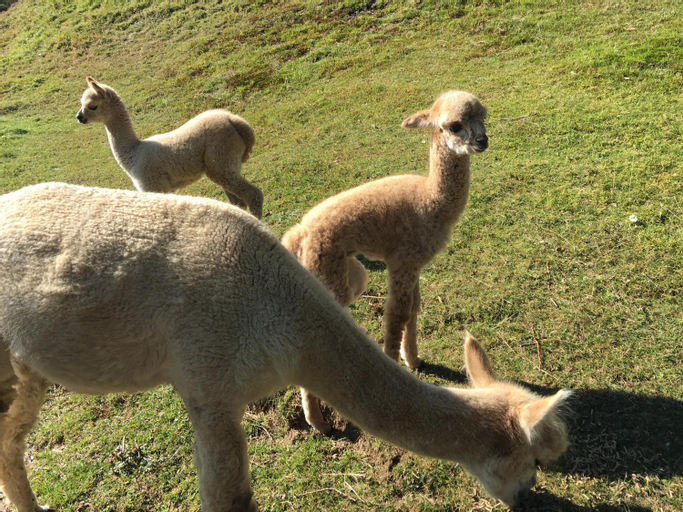 Others 3, Gite les Dryades, Vosges
