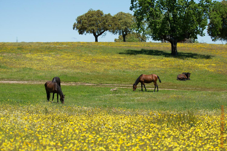 Others 2, Eco-Lodge en la Reserva Privada Campanarios de Azaba - Proyecto de Conservacion, Salamanca