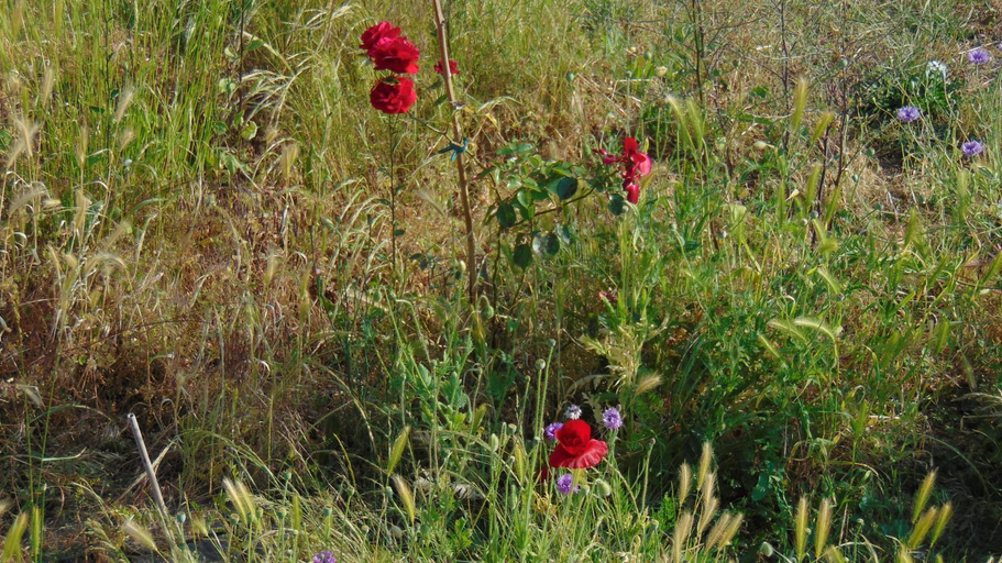 Others 3, Les Pommerets, Seine-Maritime
