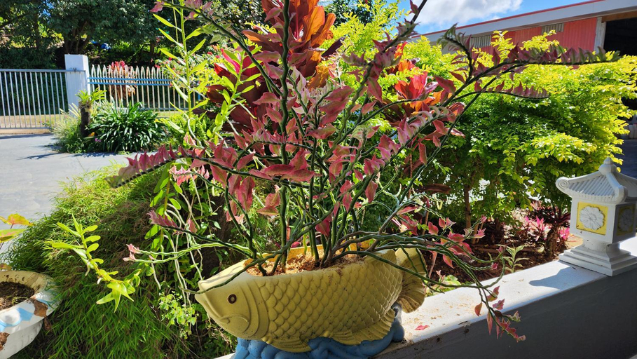 Others 3, Ocean Heart Hotel, Nadroga/Navosa