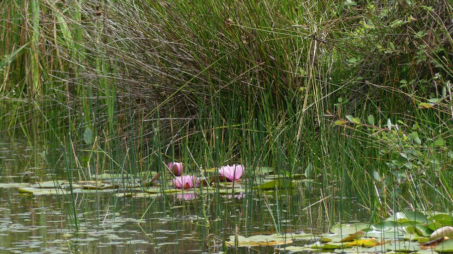 Others 2, La Petite Lande, Mayenne
