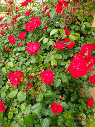 Others 2, La maison des roses, Haute-Loire