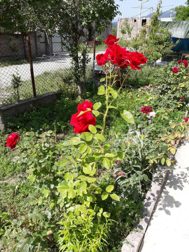 Others 4, Green Dilijan B&B