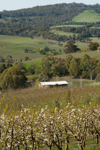 Others 3, Borrodell Vineyard, Cabonne