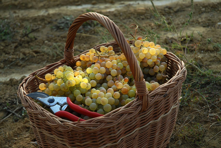 Food & Drinks 5, B&B Il Poggio di Gavi, Alessandria