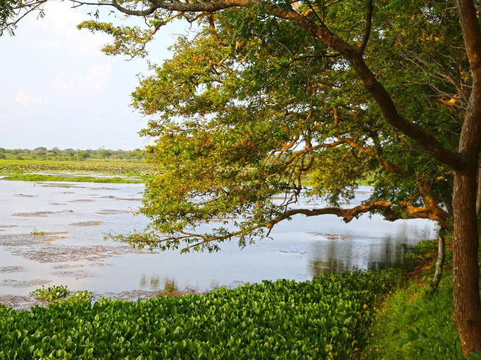 Others 5, Bestlife Eco Resort Mattala Airport, Hambantota