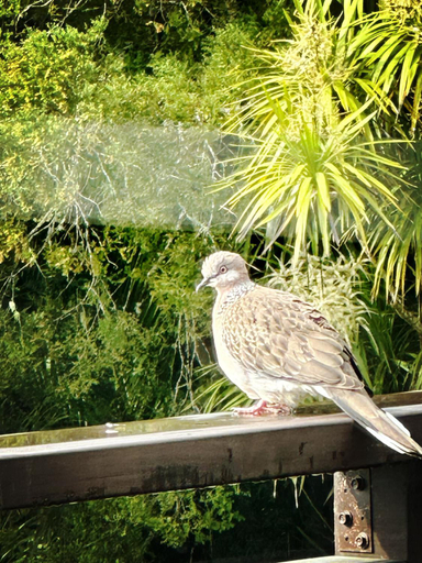 Others 4, Echo Lodge, Waitakere