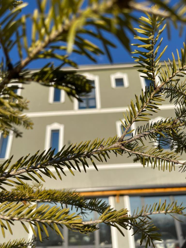 Vila Isi, Korçës