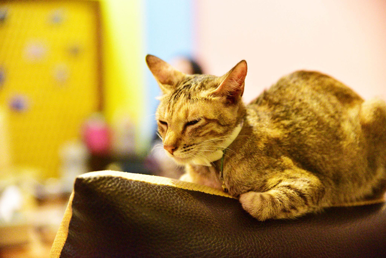 Others 5, 16 Alley Hostel, Pingtung