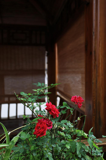 Others 5, 夕露星期六丽江古城南门店XILU Saturday Inn Old Town Lijiang, Lijiang