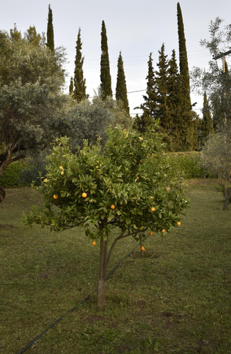 Others 4, Green House - Εξοχικη κατοικια με μεγαλο κηπο, Central Greece