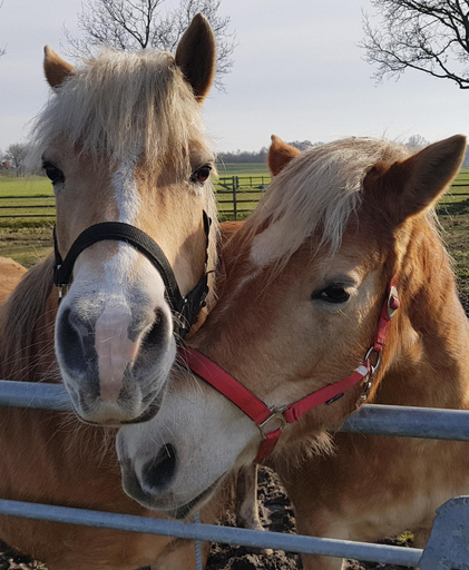 Others 3, bij Saar, Coevorden
