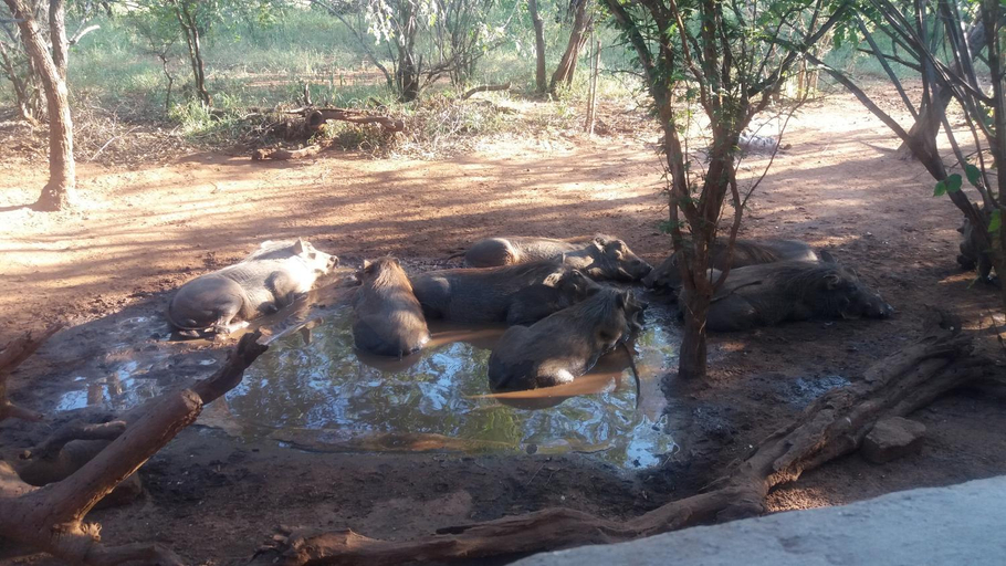 Others 3, Aloes Bush Stay, Mopani