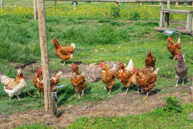 Others 5, Nutley Farm, Dorset