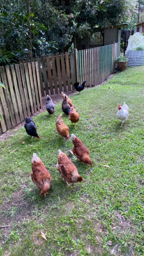 Others 2, Palmwoods Eco Escape, Maroochy