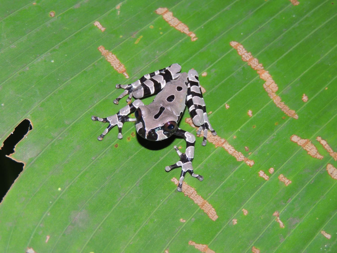 Others 5, Yatama Rainforest Ecolodge, Sarapiquí