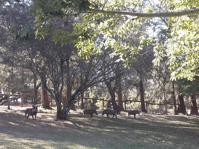 Others 5, Wild Fig Guesthouse, Ehlanzeni