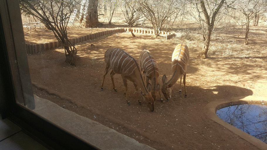 Others 4, Aloes Bush Stay, Mopani