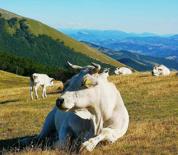 Others 2, Bed&breakfast La Badia, Pesaro E Urbino