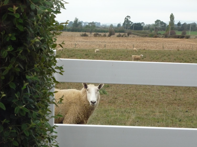 3, Little Sunnyside Accommodation, Meander Valley