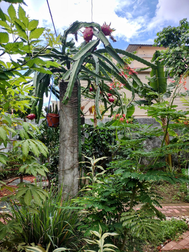 Others 2, Hostal Macaw, Guayaquil