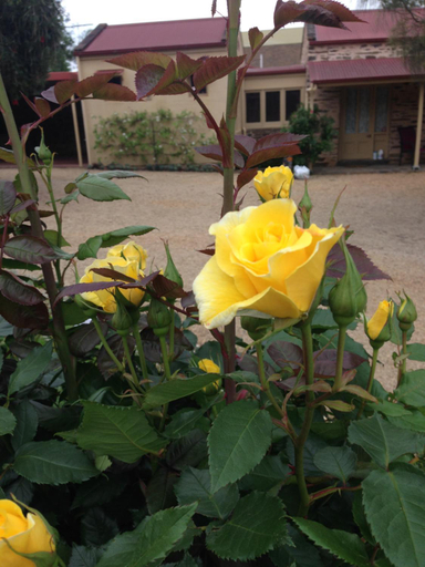 Others 5, Gasworks Cottages and Gardens, Alexandrina- Strathalbyn