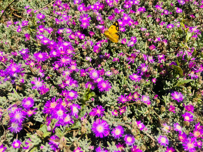 Others 5, La Striscia Larga, Olbia-Tempio
