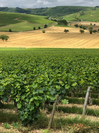 Others 4, Sancerre Sunflower - Tournesol de Sancerre, Cher
