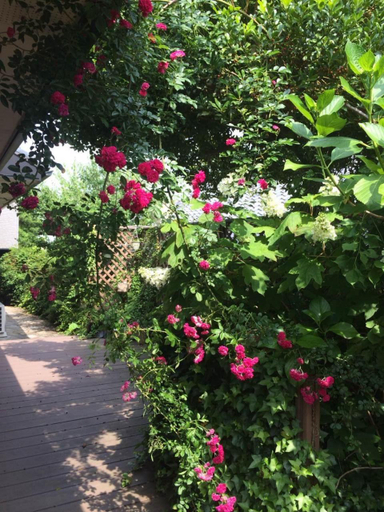 Scenery 6