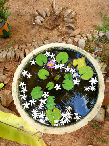 Sport & Beauty 5, La Dolce Vita, Dambulla