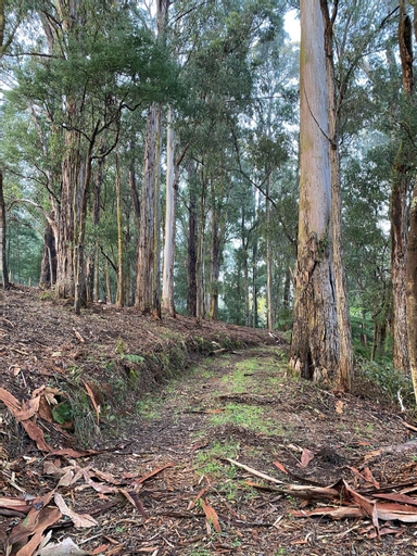 Nurture Creek, Yarra Ranges - Seville
