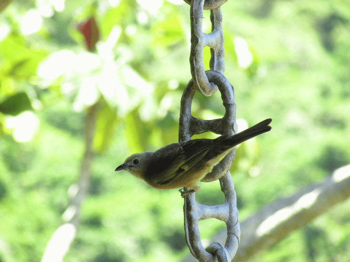 Others 3, Bangalo Ilhabela, Ilhabela