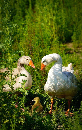 Others 2, Arca dos Animais - Farming & SPA, Castelo Branco