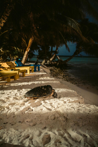 Others 4, Ranguana Caye Cabanas