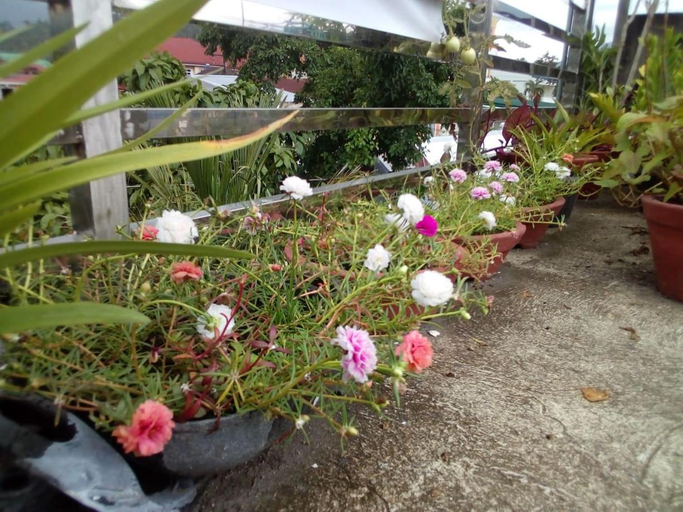 Others 5, Ellens Homestay, Irosin