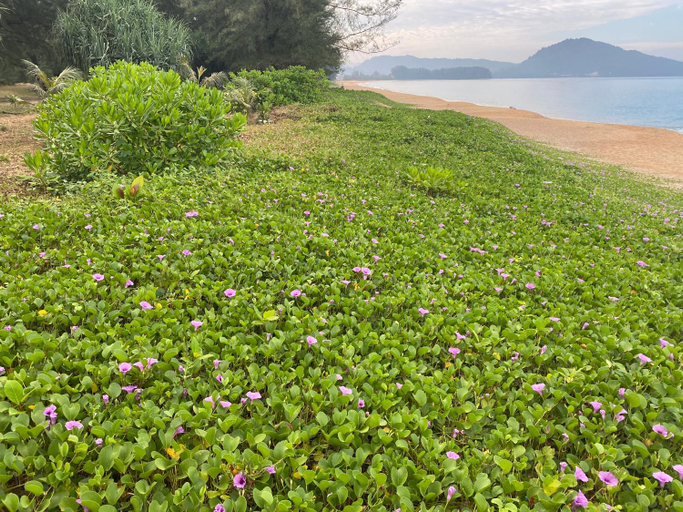 Others 4, AYA APARTMENTS IN MBC , Pulau Phuket