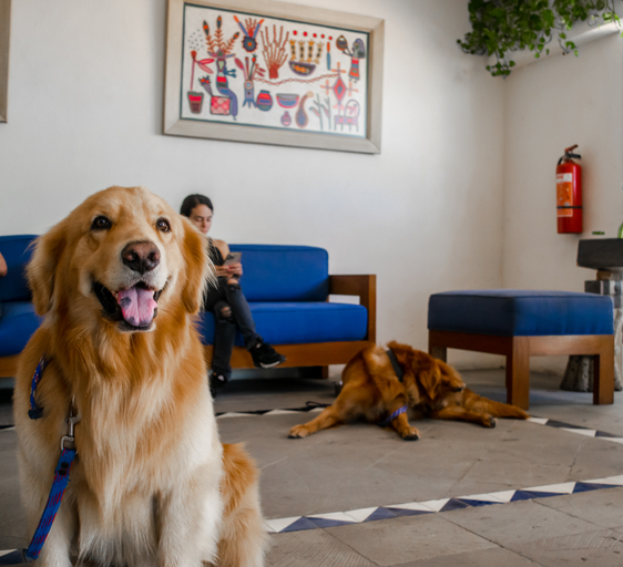 Public Area 3, Hotel Puerto de Luna Pet Friendly & Family Suites, Puerto Vallarta