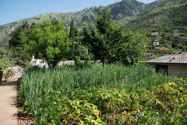 Others 5, Apartments Nino Skadar lake