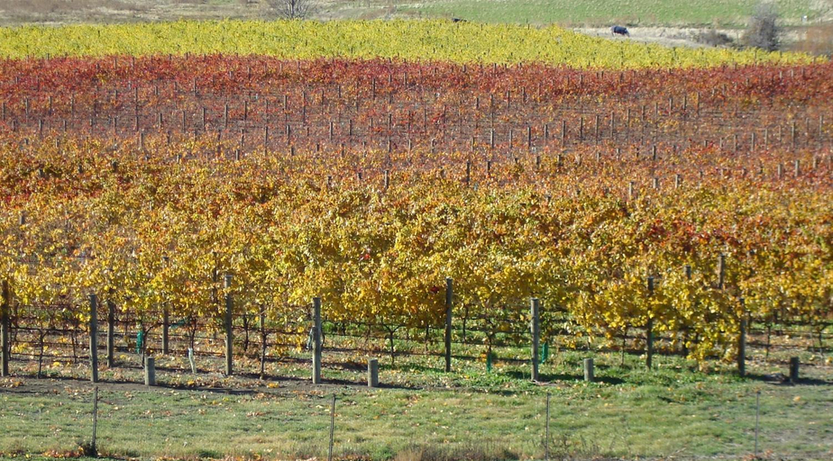Others 5, Rose Creek Cottage, Central Otago