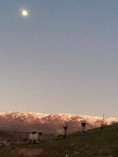 Others 4, Rose Creek Cottage, Central Otago
