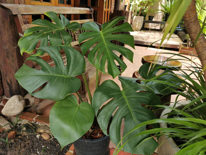 Others 2, Sri Ayuttaya Guesthouse, Dusit