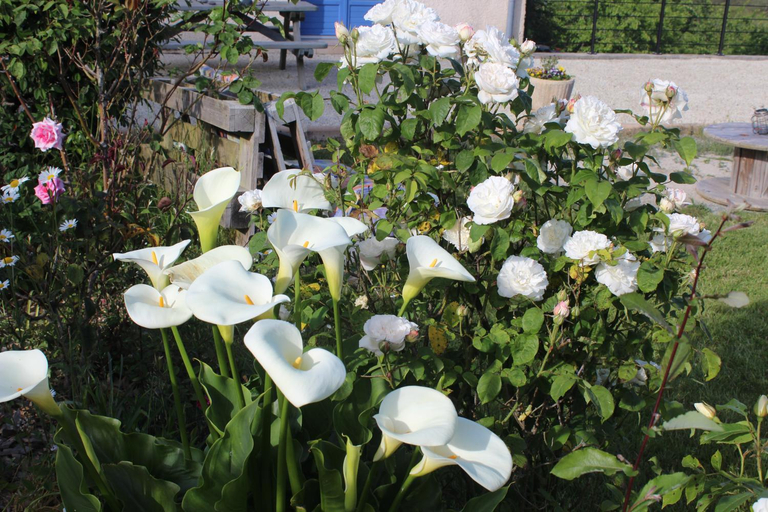 Garden 4, La Tremouchere, Mayenne