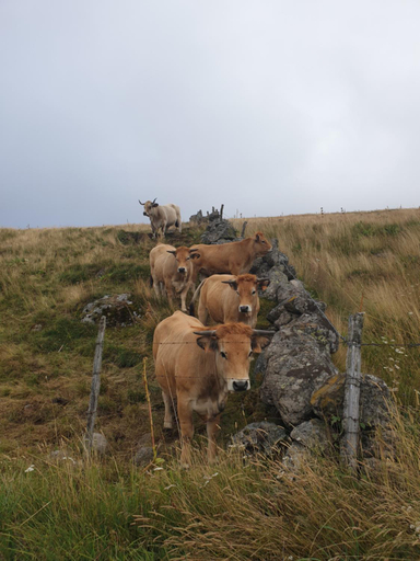 5, Chambres d'hotes ancienne fermette Aubrac, Lozère