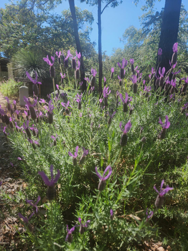 Others 3, The Lavender Patch, Mundaring