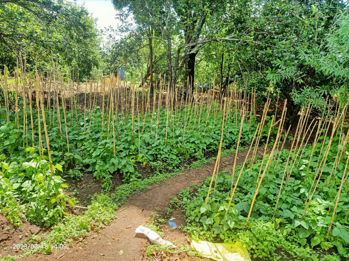 Exterior & Views 5, Croods farm house, Dindigul