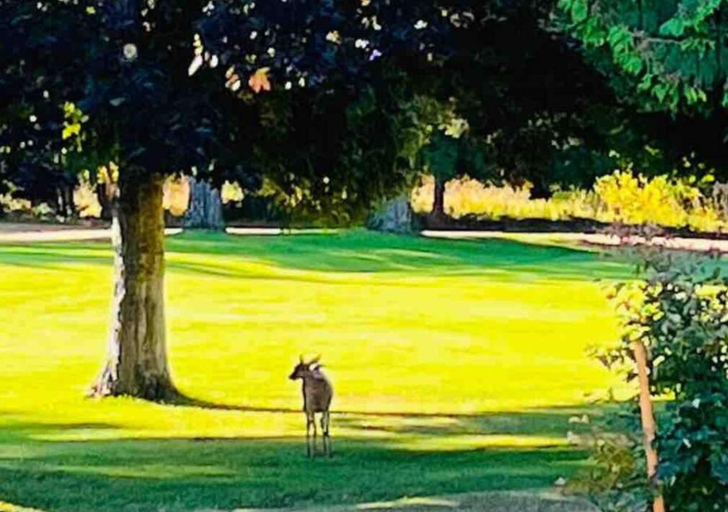 Others 3, Oceanside Manor - Fancy Room - Golf course & Beach View, Nanaimo