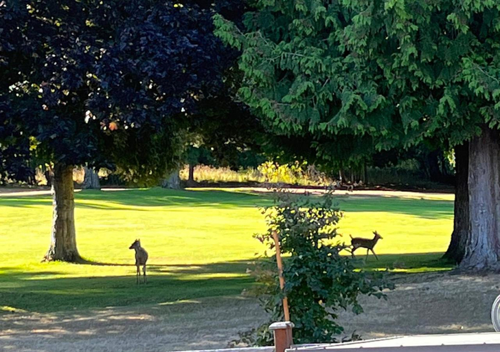 Others 4, Oceanside Manor - Fancy Room - Golf course & Beach View, Nanaimo