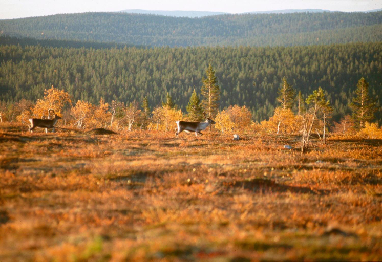 Food & Drinks, Holiday Club Pyha Apartments, Lapland