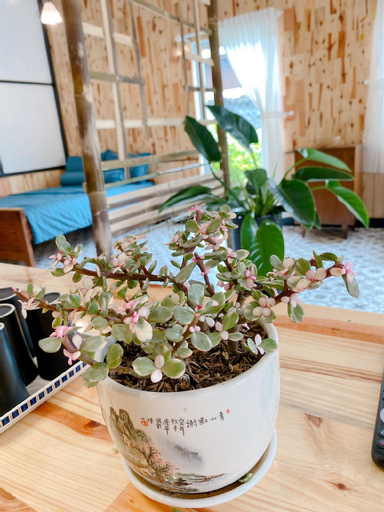 Food & Drinks, MOre Home, Đà Lạt